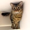 Thumbnail photo of Smokey #1