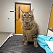 Thumbnail photo of Smokey #2