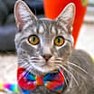 Thumbnail photo of RolyPoly Guacamole 54992 #2