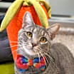 Thumbnail photo of RolyPoly Guacamole 54992 #3