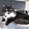 Thumbnail photo of Blaire [Bonded to Milton] #1