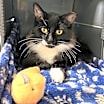 Thumbnail photo of Blaire [Bonded to Milton] #3
