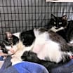 Thumbnail photo of Blaire [Bonded to Milton] #2