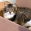 Thumbnail photo of Taz #2