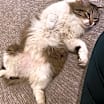 Thumbnail photo of Taz #3