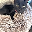 Thumbnail photo of Stormy #1