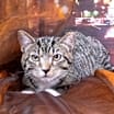 Thumbnail photo of Nefertiti #3