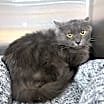 Thumbnail photo of Canada Cat AZ #1