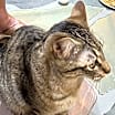 Thumbnail photo of Mr. Friendly and Peanut #3