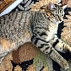 Thumbnail photo of Mr. Friendly and Peanut #4