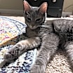 Thumbnail photo of Violet #2