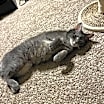 Thumbnail photo of Violet #3