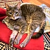 Thumbnail photo of Violet #4