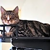 Thumbnail photo of Jasper #3