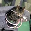Thumbnail photo of Jasper #4