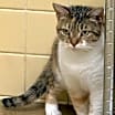 Thumbnail photo of Kiwi #2