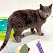 Thumbnail photo of Oscar @ The Cat's Brew #3