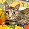 Thumbnail photo of Dulcecita Caramel #1