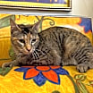 Thumbnail photo of Dulcecita Caramel #3