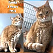 Thumbnail photo of Fanta #1