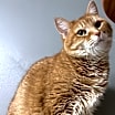 Thumbnail photo of Fanta #3