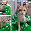 Thumbnail photo of Cpt Morgana #2