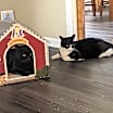 Thumbnail photo of Peter Pan - (must be adopted w/Rocky) #1