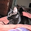 Thumbnail photo of Rocky - (must be adopted w/Peter Pan) #1