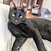 Thumbnail photo of Rocky - (must be adopted w/Peter Pan) #2
