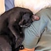 Thumbnail photo of Rocky - (must be adopted w/Peter Pan) #3