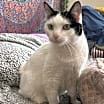 Thumbnail photo of Isis   *A PRIORITY PET* #1