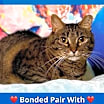Thumbnail photo of Fifi   *A PRIORITY PET* #1