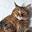 Thumbnail photo of Maggie #1