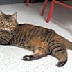 Thumbnail photo of Maggie #2