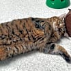 Thumbnail photo of Maggie #3