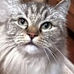 Thumbnail photo of Maestro #3