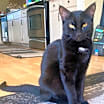 Thumbnail photo of Posey #1