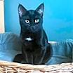 Thumbnail photo of Posey #2