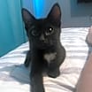 Thumbnail photo of Posey #3