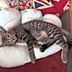 Thumbnail photo of Mighty Magnificent Milo #2