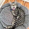 Thumbnail photo of Mighty Magnificent Milo #3