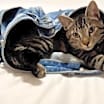 Thumbnail photo of Mighty Magnificent Milo #4