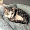Thumbnail photo of Ziva #1