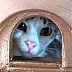 Thumbnail photo of Ziva #4
