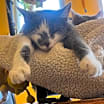 Thumbnail photo of Lulu #1