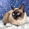 Thumbnail photo of Gravy(Wish) #1