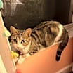 Thumbnail photo of Trixie #2