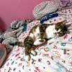 Thumbnail photo of Trixie #1