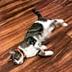 Thumbnail photo of Trixie #3