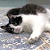 Thumbnail photo of Sooner #1